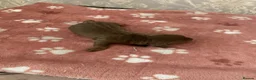 Miniature Dachshund dogs for sale: Beautiful Miniature dachshund puppies - Advert 16