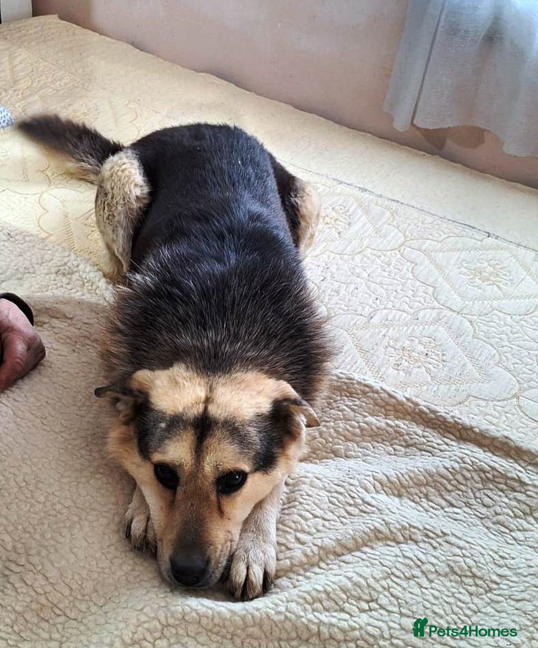 Mixed Breed dogs for adoption: Oldie but Goldie MAX needs a Loving Home - Advert 11