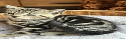 British Shorthair cats for sale: British Shorthair Silver Tabby & Chocolate Tabby - Advert 21