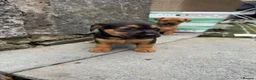 Patterjack dogs for sale: Patterjack puppy’s looking for loving home  - Advert 27