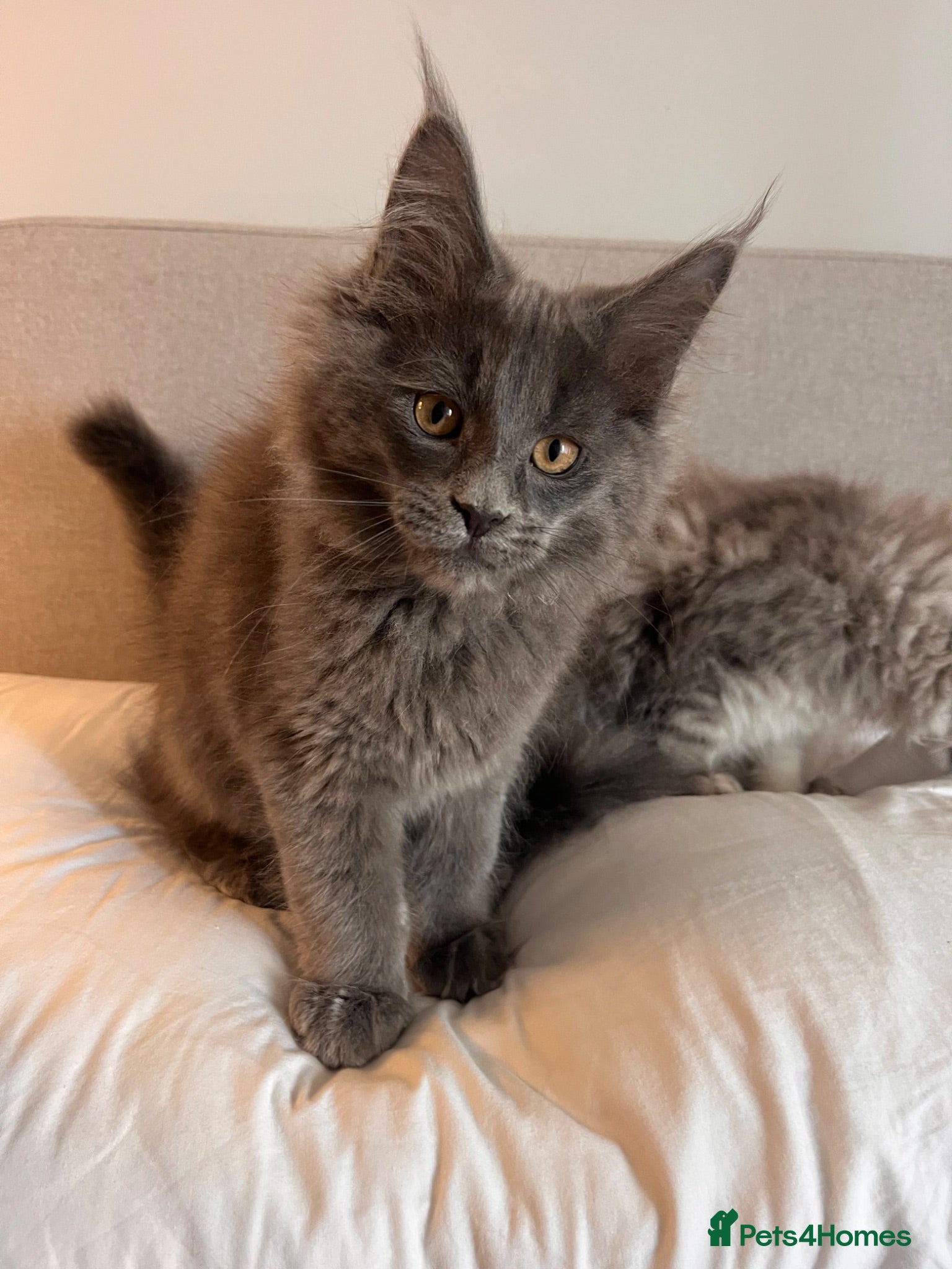 Maine Coon cats GCCF Maine Coon Kittens  - Advert 8