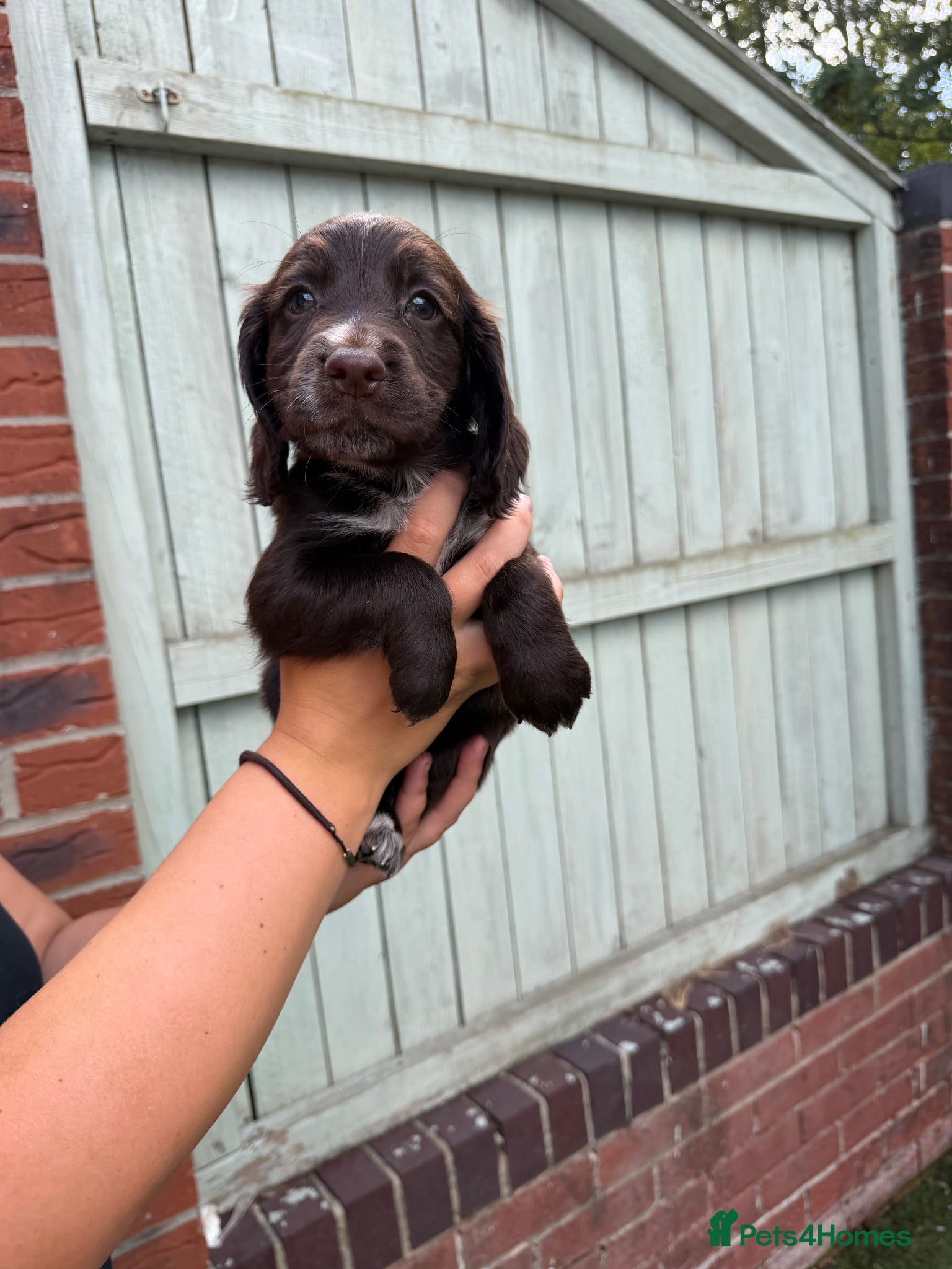Sprocker dogs *Only 1 boy left* 8 Beautiful Sprocker Puppies - Advert 1