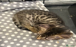 Bengal cats for sale: 1 (Left) Beautiful Bengal x Siamese kittens  in Sudbury - Image 8