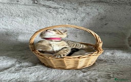 Bengal cats for sale: Stunning bengal kittens for sale to loving home - Image 21
