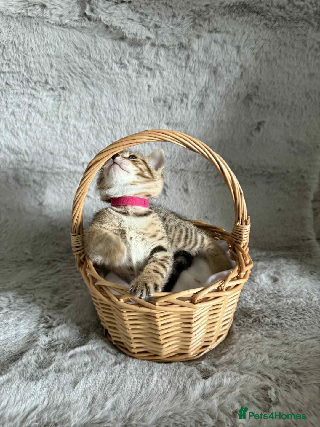 Bengal cats for sale: Stunning bengal kittens for sale to loving home - Image 21