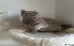 British Shorthair cats for sale: GCCF Registered Lilac British Shorthair Boy - Image 16