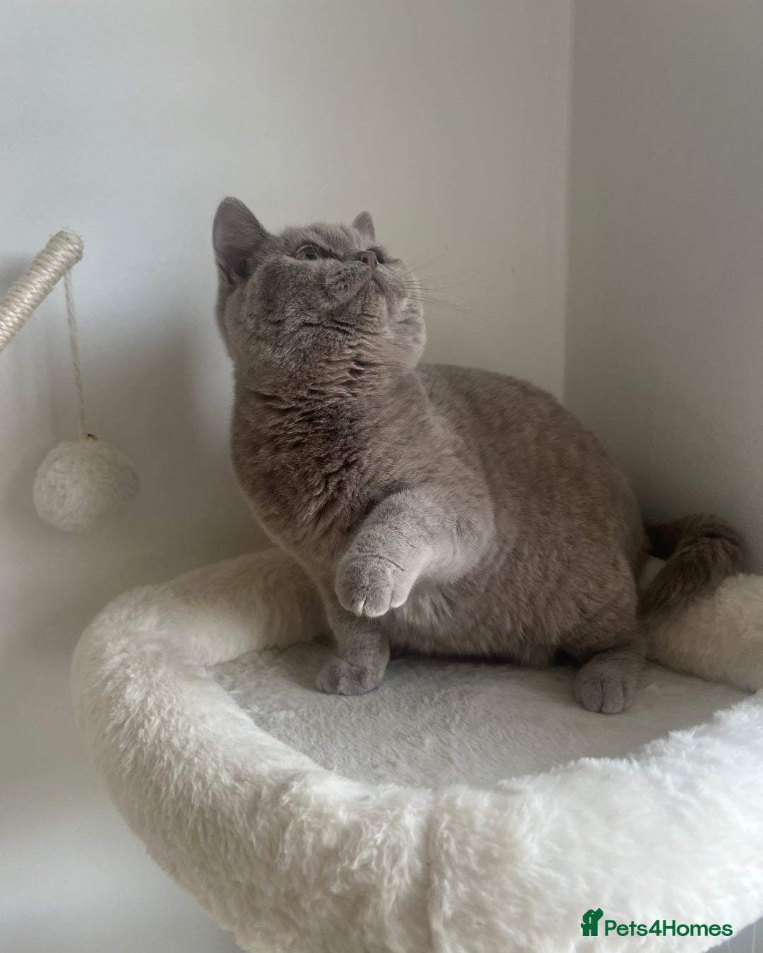 British Shorthair cats for sale: GCCF Registered Lilac British Shorthair Boy - Image 16