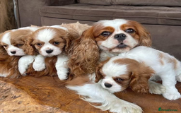 Cavalier King Charles Spaniel dogs for sale: STUNNING HEALTH CHECKED PUPPIES  - Image 3