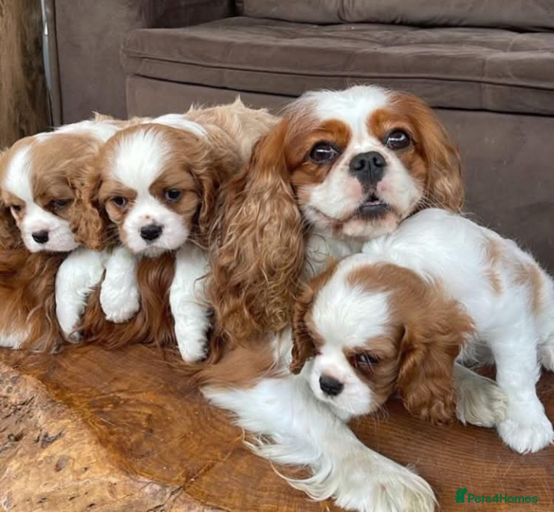 Cavalier King Charles Spaniel dogs for sale: STUNNING HEALTH CHECKED PUPPIES  - Image 3