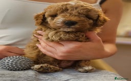 Cockapoo dogs for sale: Beautiful Toy f2 Cockapoos  - Image 15