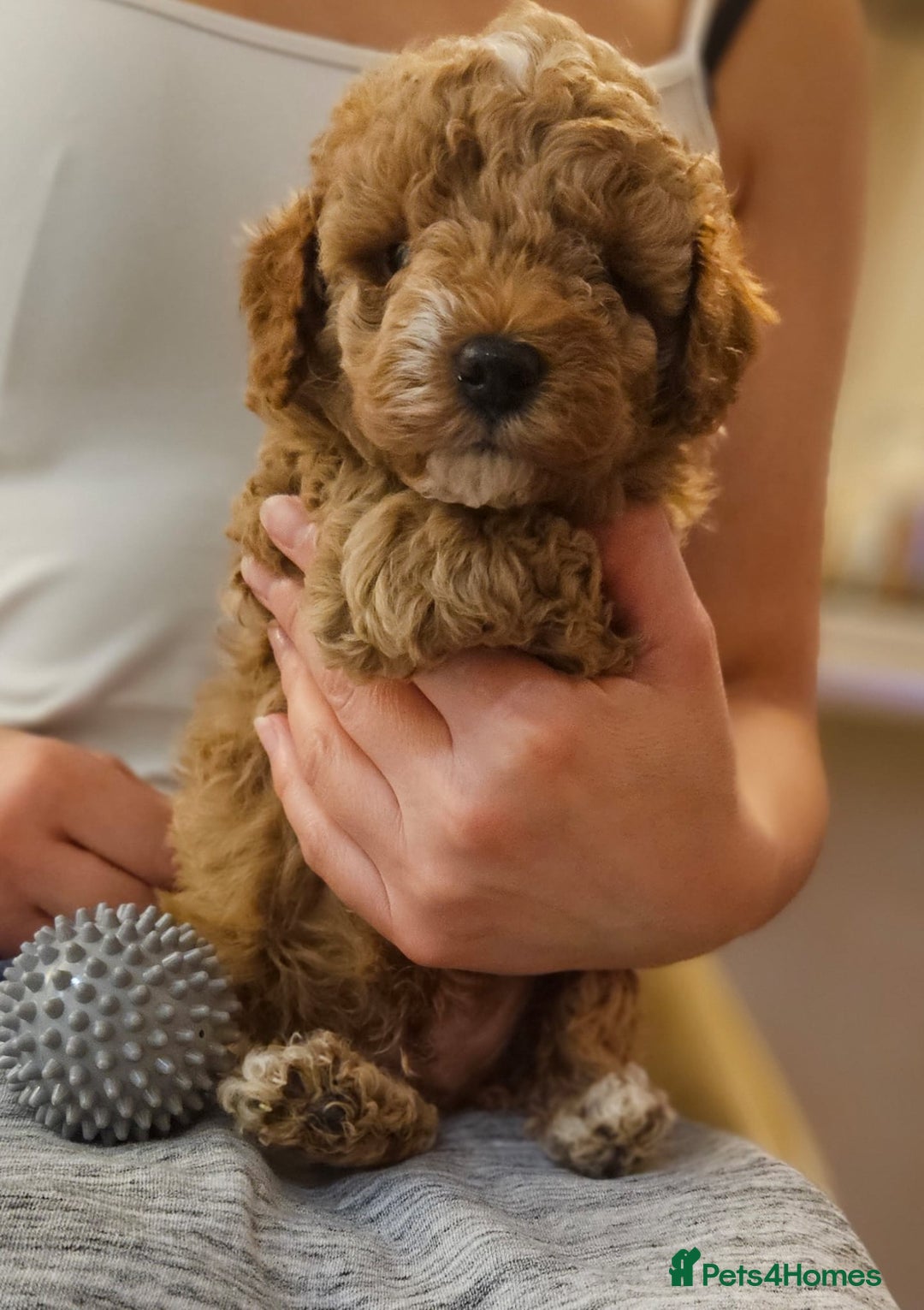 Cockapoo dogs for sale: Beautiful Toy f2 Cockapoos  - Image 15