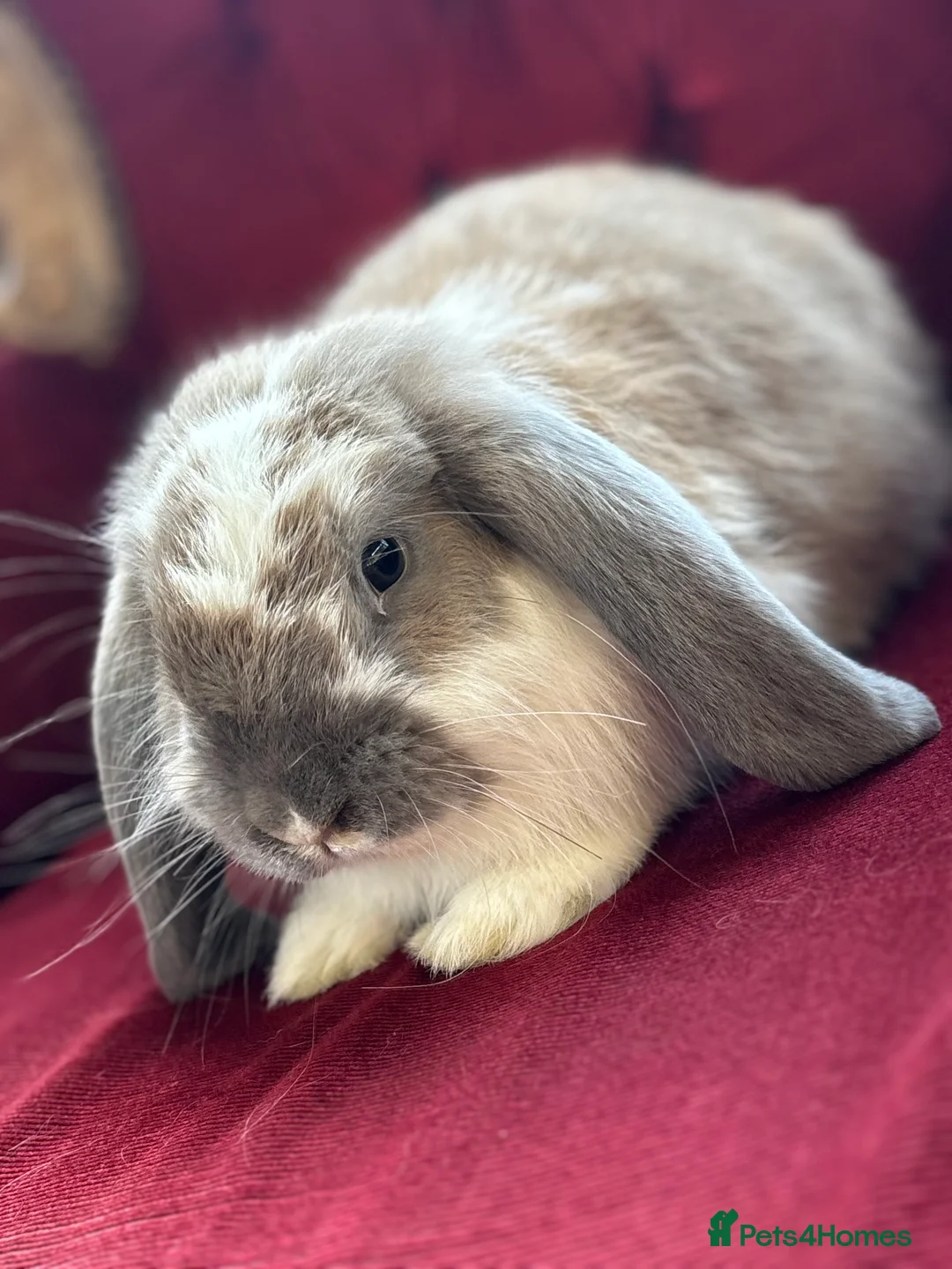 Gallery Image {{count}}