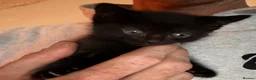 Mixed Breed cats for sale: Cretan wildcat/domestic shorthair  - Advert 11