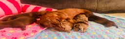 Miniature Dachshund dogs for sale: Stunning minature dachshund puppies - Advert 18