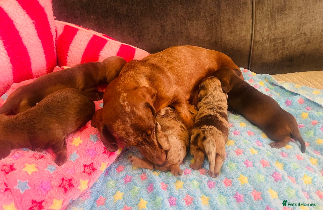 Miniature Dachshund dogs for sale: Stunning minature dachshund puppies - Image 35