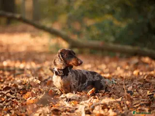 Miniature Dachshund dogs Mini Muffin pop for stud! - Advert 17