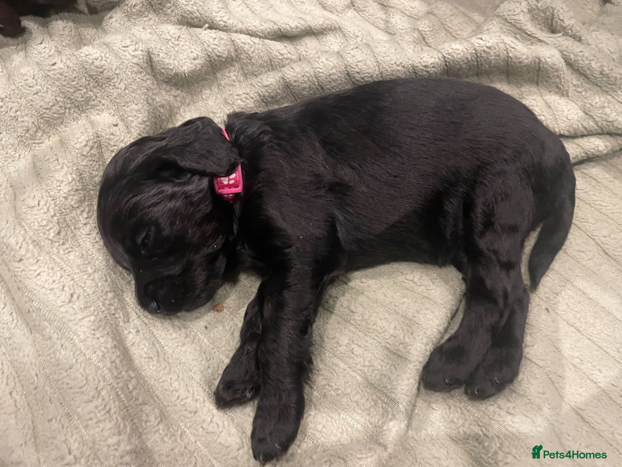 Cockapoo dogs Cockerpoo Puppies - Advert 11