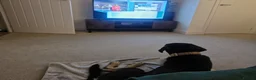 Mixed Breed dogs for sale: Aron - lovely mixed breed in Eastbourne - Advert 2