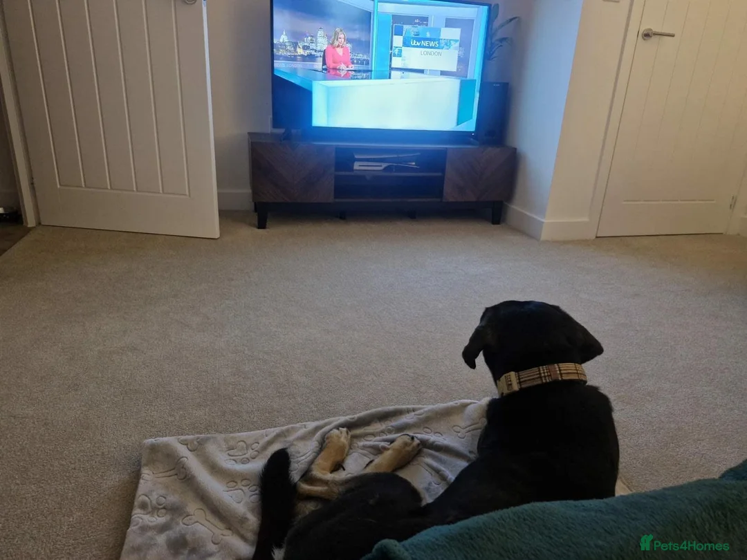 Mixed Breed dogs for sale: Aron - lovely mixed breed in Eastbourne - Advert 2