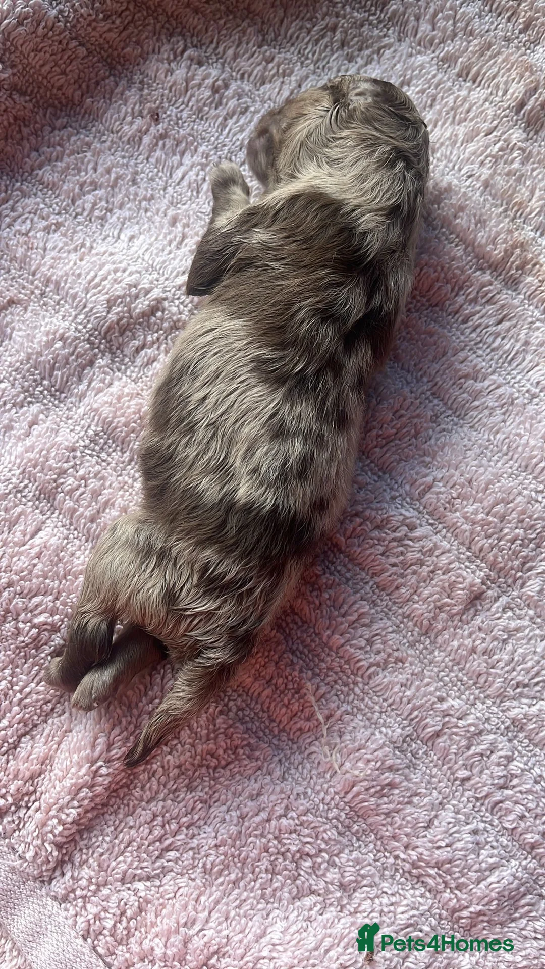 Pomeranian dogs for stud: 💚 RUSSIAN CHOC MERLE 🧸BEAR POM CARRY LILAC/TAN💚 in Romford - Advert 22