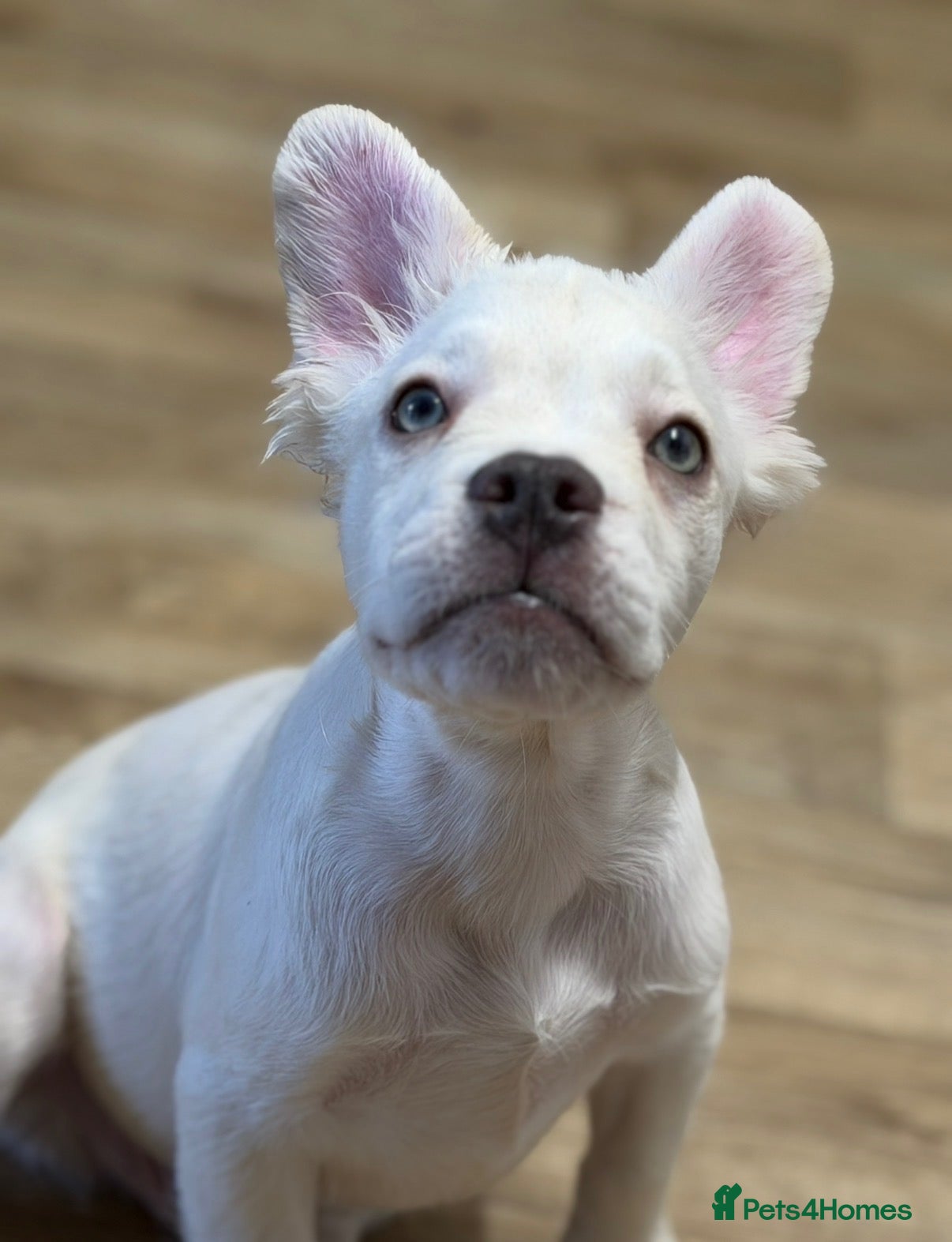 French Bulldog dogs ONLY 2 LEFT! Beautiful Frenchie Puppies!!  - Advert 6