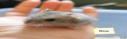 Hamster rodents for sale: Baby Winter white dwarf hamsters  - Advert 6