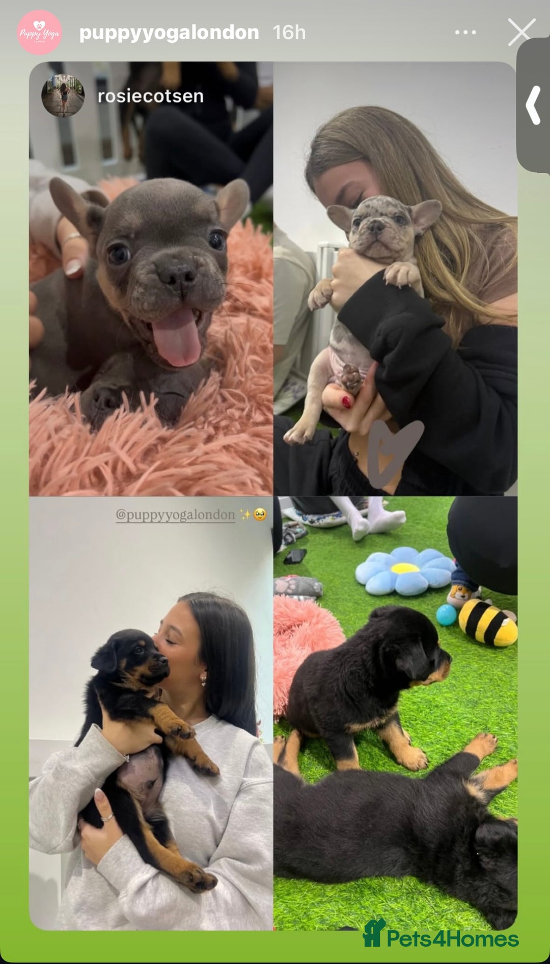 French Bulldog dogs for sale:  8 Gorgeous lap warmers 🐶  - Advert 3