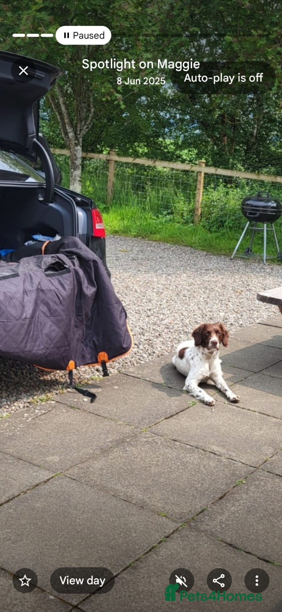 Sprocker dogs Chunky Sprocker Spaniel Puppies! - Advert 2
