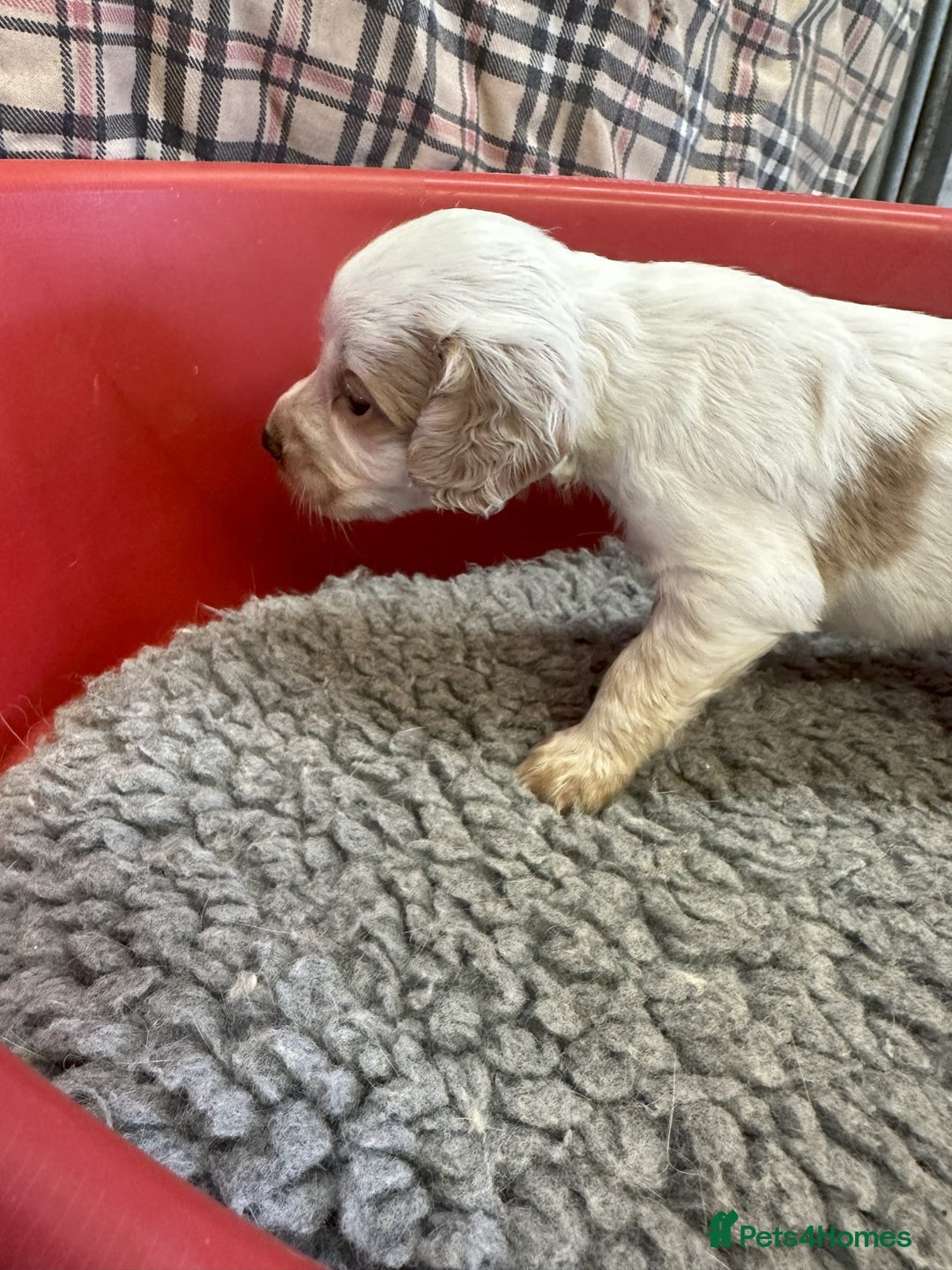 Cocker Spaniel dogs for sale: Two cocker spaniel litters for sale - Image 12