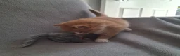 Domestic Shorthair cats for sale: 2 kittens: 1 ginger male and 1 tortie girl - Advert 7