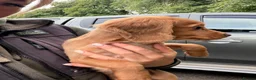 Cocker Spaniel dogs for sale: Fullyhealth tested red male working cocker spaniel in Kinross - Advert 18