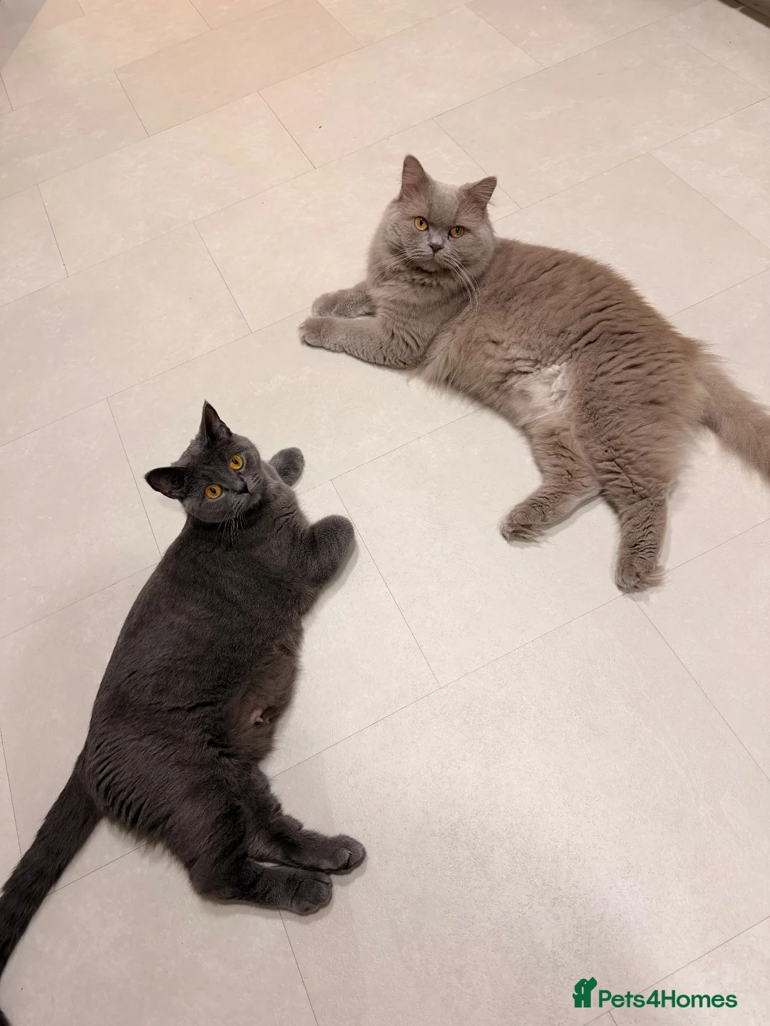 British Shorthair cats for sale: British Shorthair Kittens – Blue & Lilac 🐾 - Advert 2
