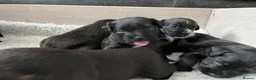 Patterdale Terrier dogs for sale: Stunning spooktacular Patterdale puppies  - Advert 6