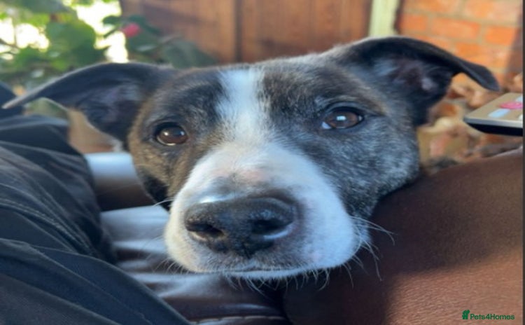 Mixed Breed dogs - Advert 13
