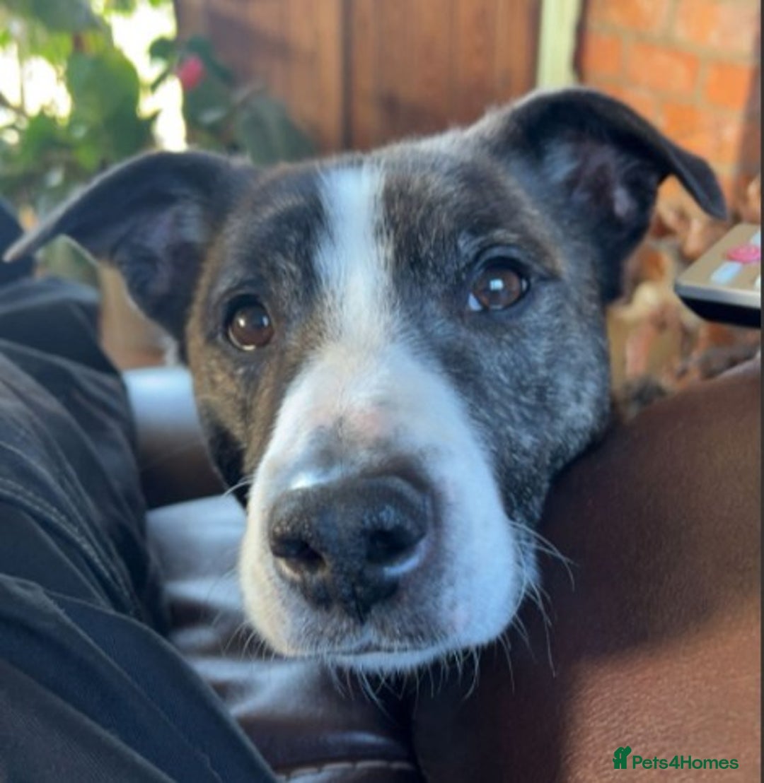 Mixed Breed dogs for sale: Staffie X - Image 1