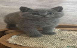 British Shorthair cats for sale: Chunky Female & Male BSH Kittens READY NOW in Herne Bay - Image 4