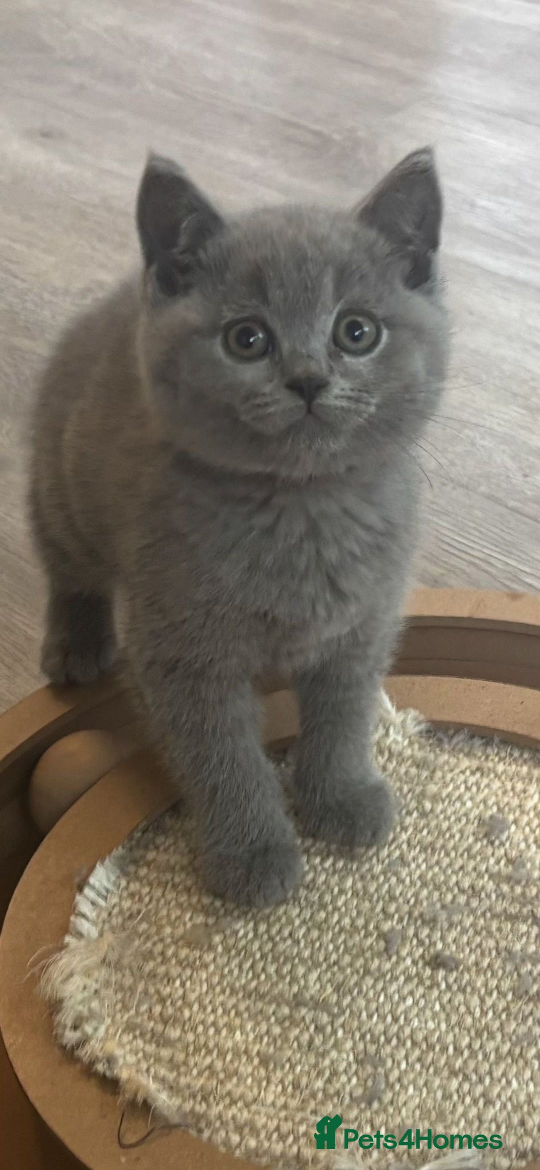 British Shorthair cats for sale: Chunky Female & Male BSH Kittens READY NOW in Herne Bay - Image 4