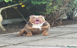 English Bulldog dogs for sale: Merle & choc tri English Bulldogs - Image 14