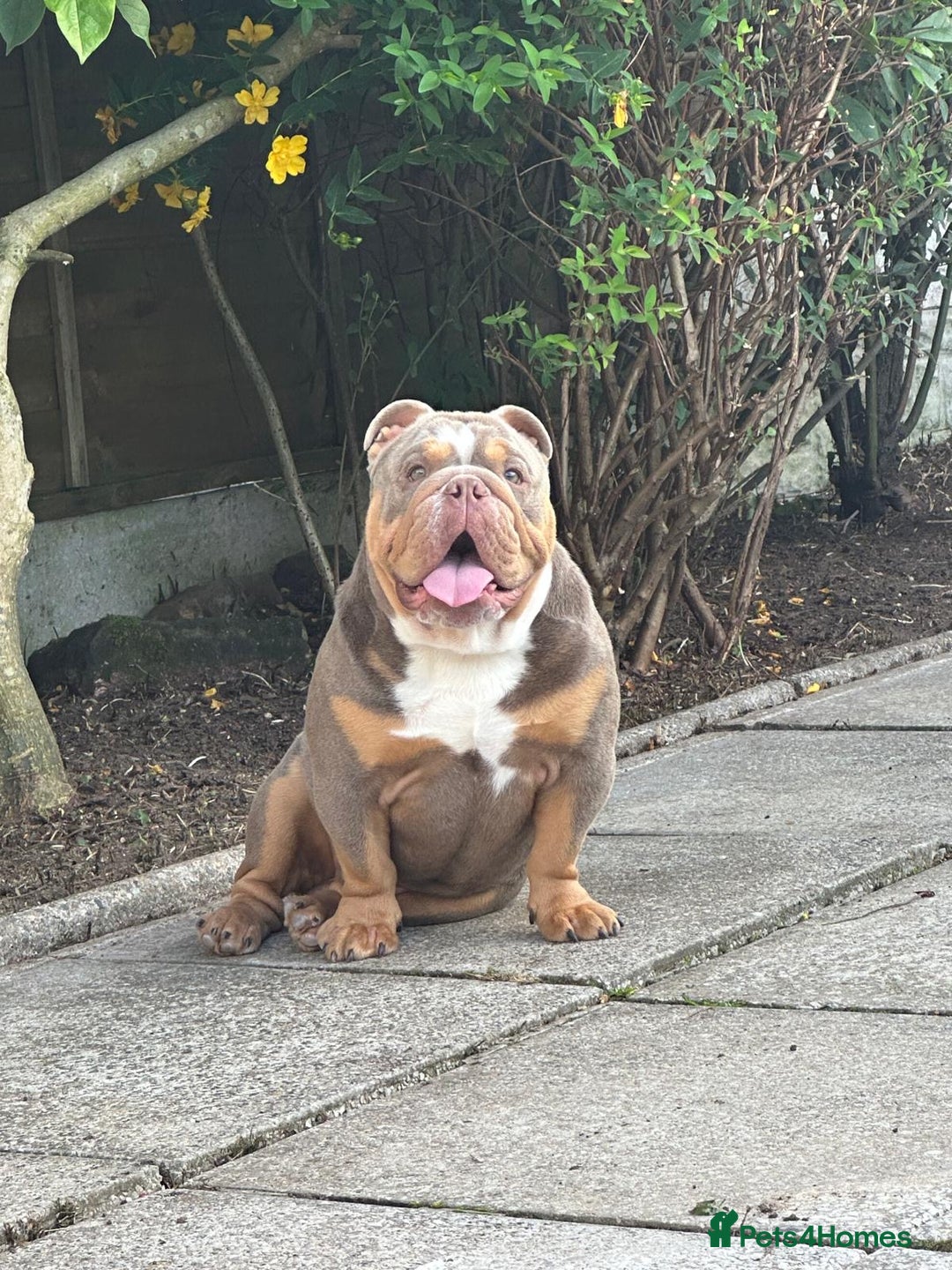 English Bulldog dogs for sale: Merle & choc tri English Bulldogs - Image 14