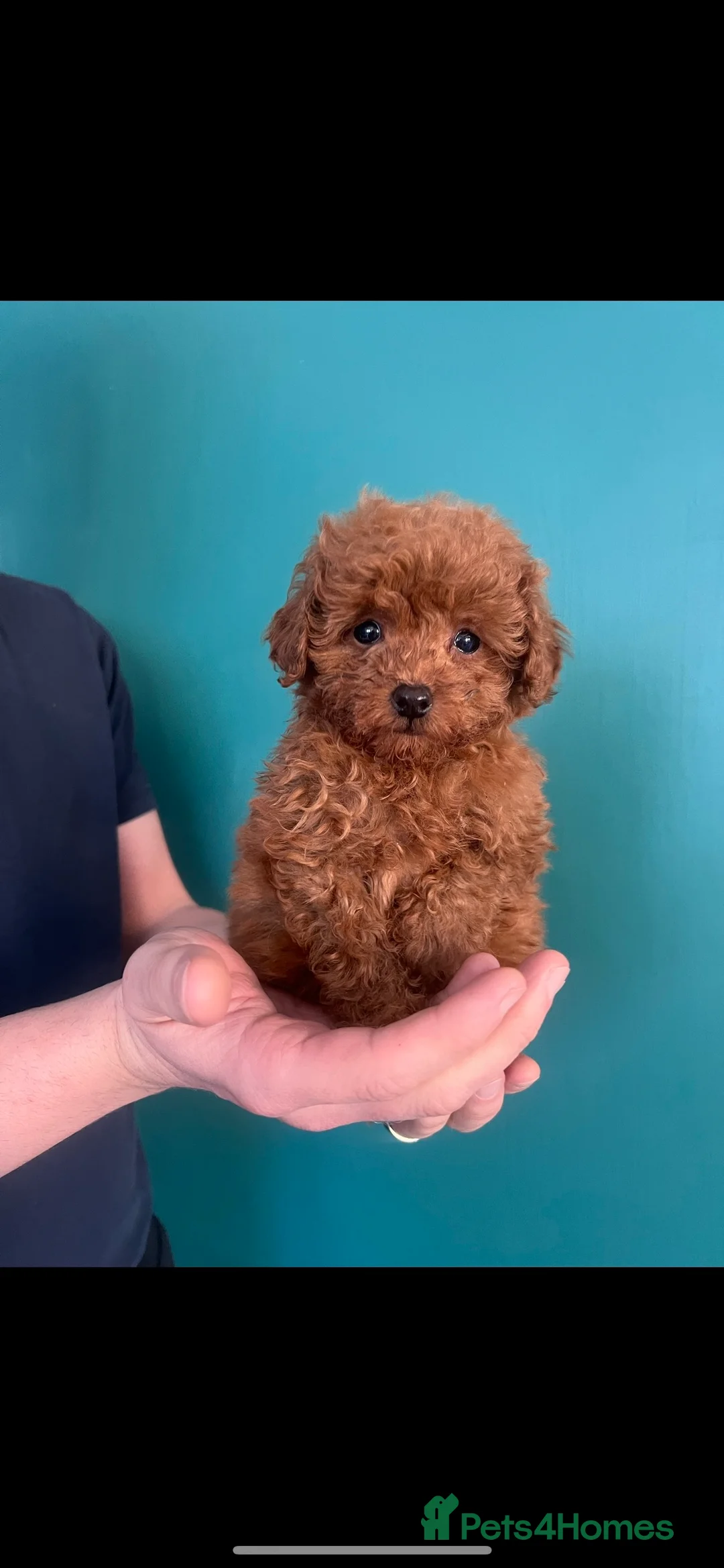 Toy Poodle dogs for stud: Toy poodle for stud  in Burnley - Advert 5
