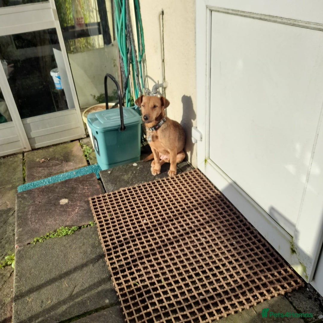 Mixed Breed dogs for adoption: ROSIE FOR ADOPTION IN CORNWALL/DEVON - Advert 3