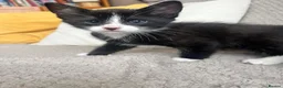 Mixed Breed cats for sale: Adorable kittens for sale - Advert 10
