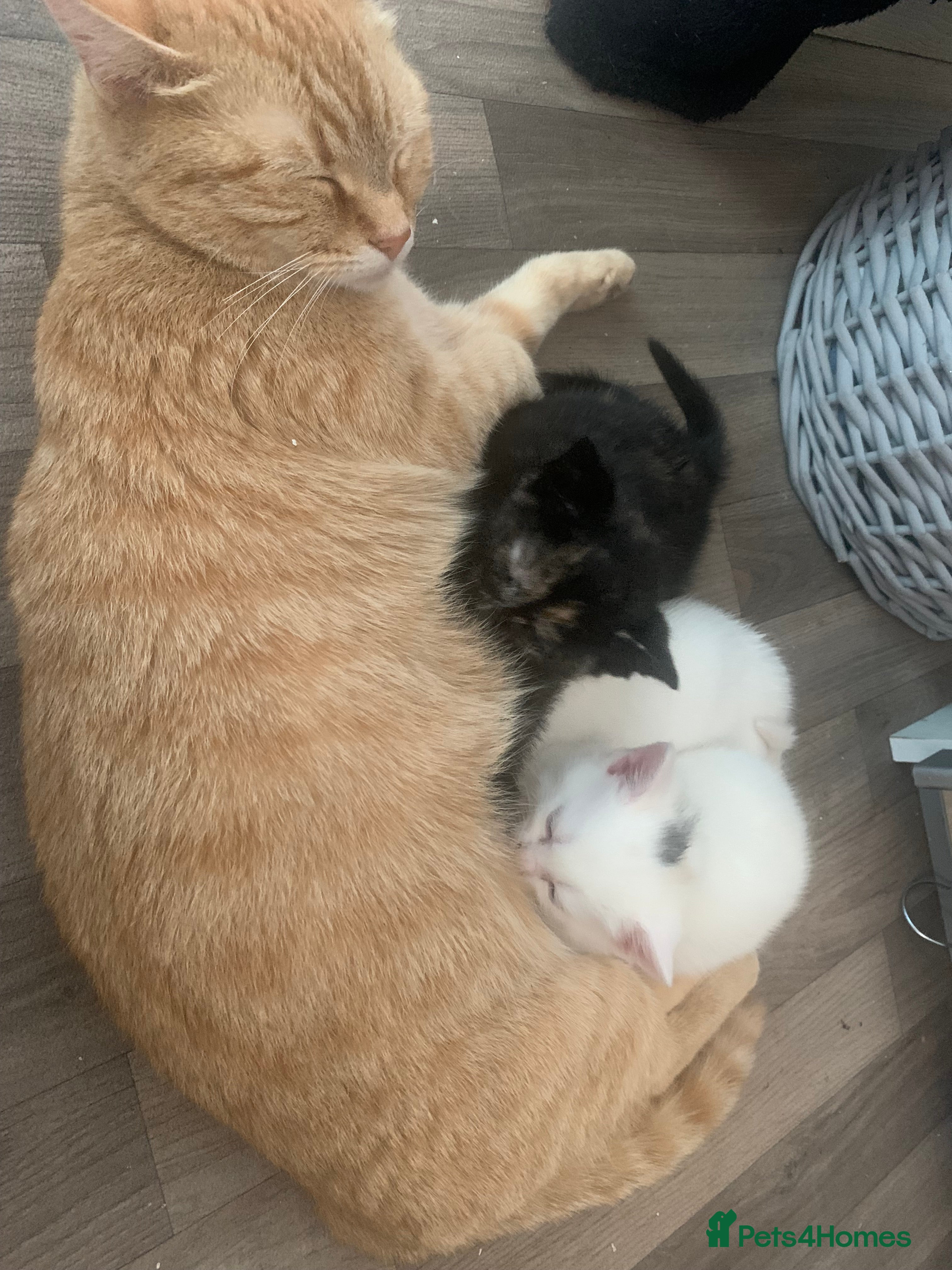 British Shorthair cats for sale: Tortle shell kitten  in Bedworth - Advert 2