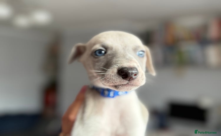 Whippet dogs - Advert 7