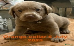 Labrador Retriever dogs for sale: 8 Beautiful Silver Labrador Retriever Puppies  - Image 8