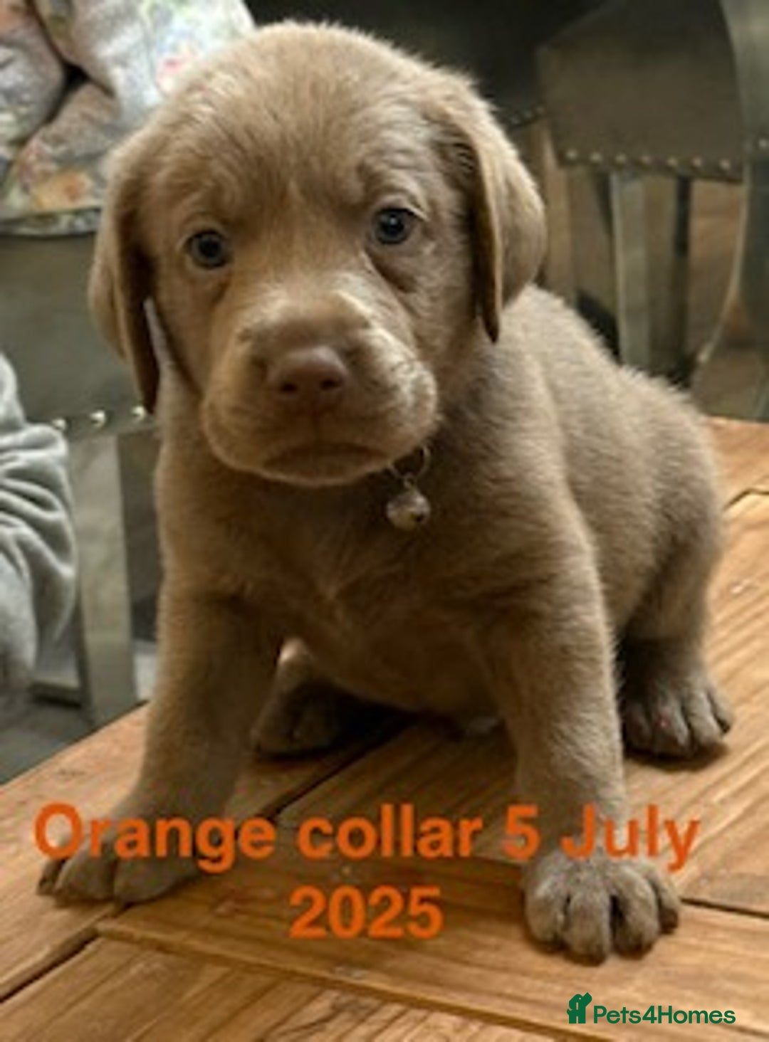 Labrador Retriever dogs for sale: 8 Beautiful Silver Labrador Retriever Puppies  - Image 8
