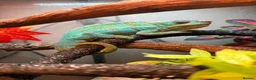 Chameleon reptiles for sale: Nosy B Cameleon - Advert 4