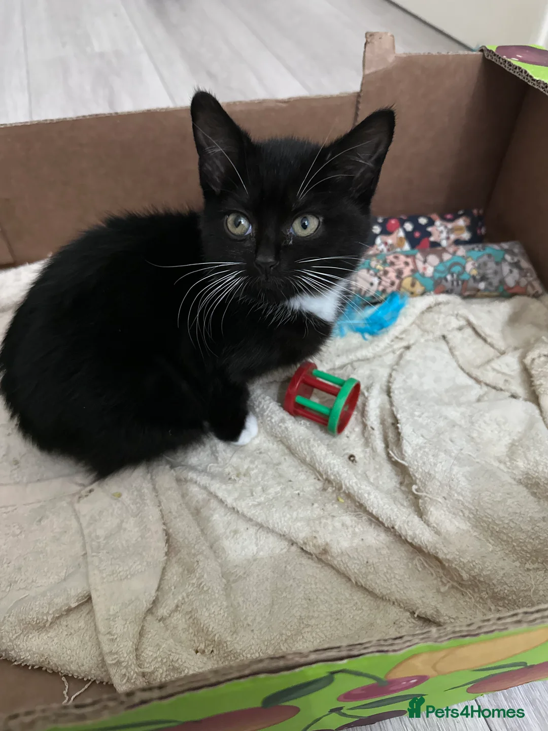 British Shorthair cats for sale: Adorable  - Advert 3