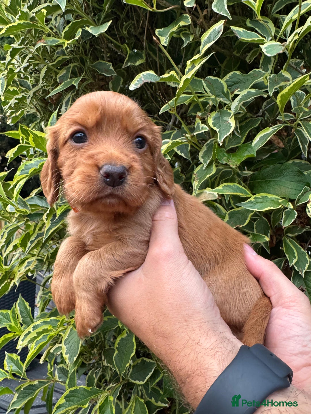 Cocker Spaniel dogs for sale: Health Tested Clear Cocker Spaniel Puppies  - Image 35