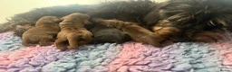 Miniature Dachshund dogs for sale: 5 ⭐ licenced breeder mini wires  - Advert 1